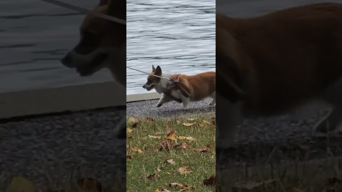 corgi noticed something