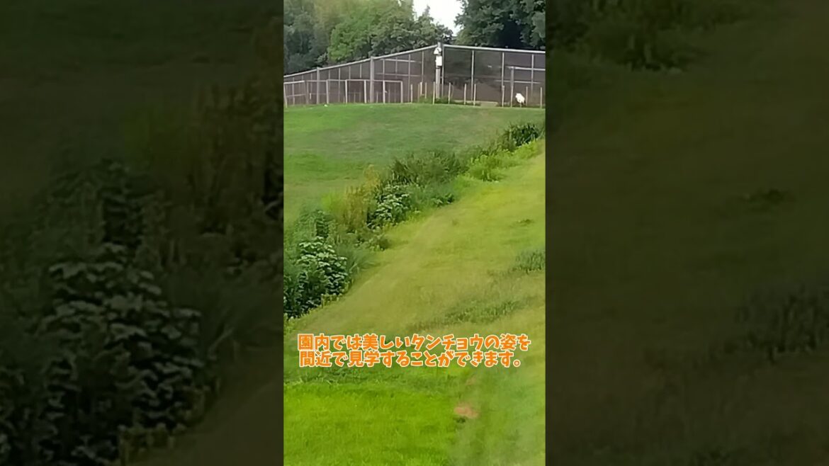 総社市・サンロード吉備路・真夏のタンチョウ観察。