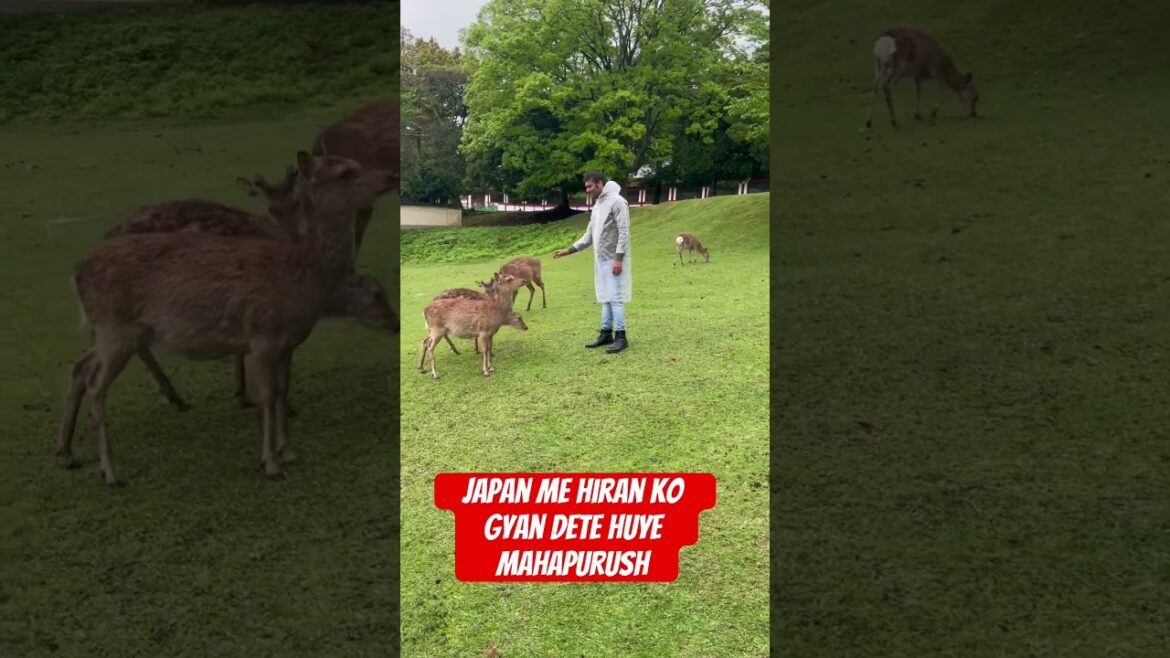 Nara Deer Park #shorts#viralvideos#japan