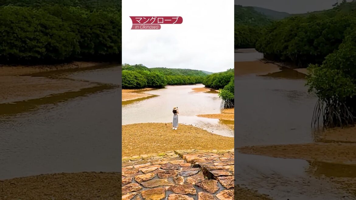 [沖縄] 慶佐次川マングローブ♪#okinawa #ヒルギ公園 #沖縄東村