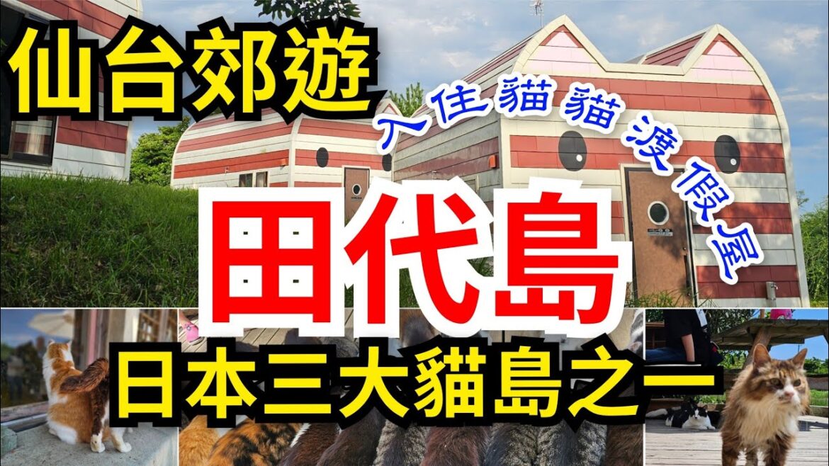 [日本仙台之旅] 田代島🐱日本三大貓島之一｜入住⛺️島上貓模樣渡假屋｜追踪🌟島上居民大型餵食過程｜遊覧島上📍神秘貓神社｜貓奴必去