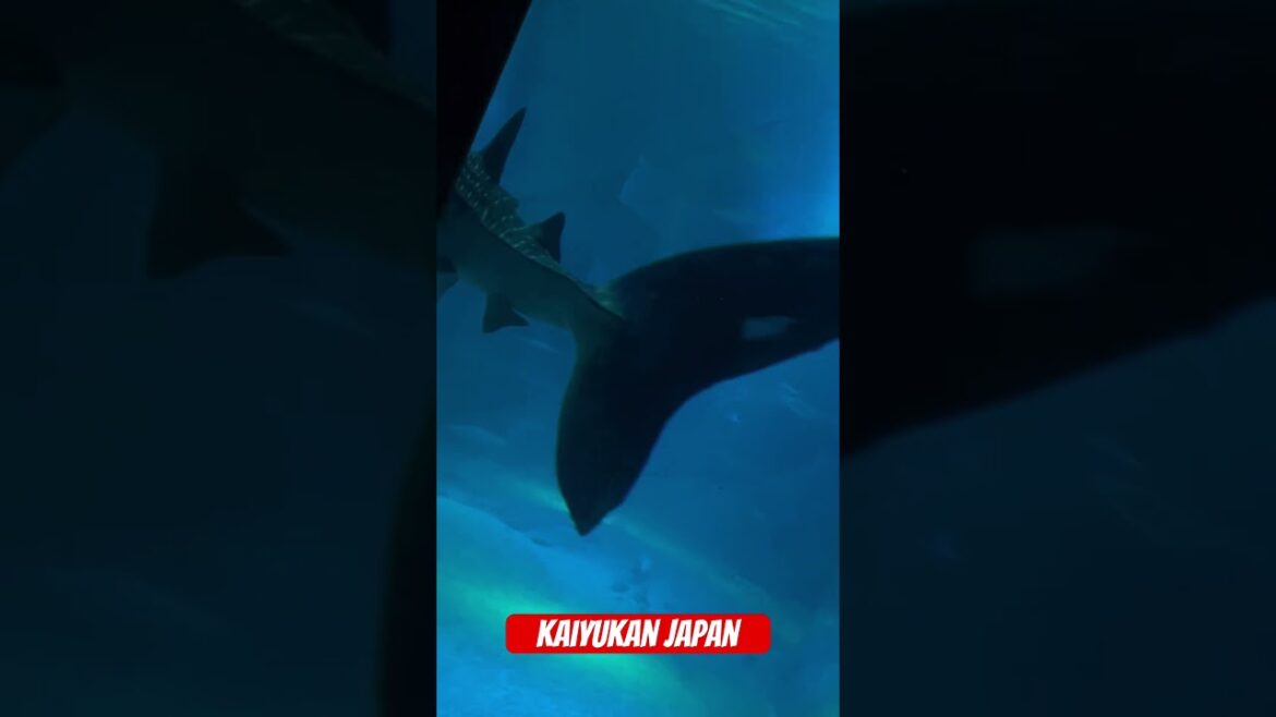 kaiyukan Aqurium Japan #shorts#viral#videos#Japan kaiyukan Aqurium Japan #shorts#viral#videos#Japan