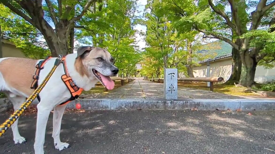 dog visits spiritual places