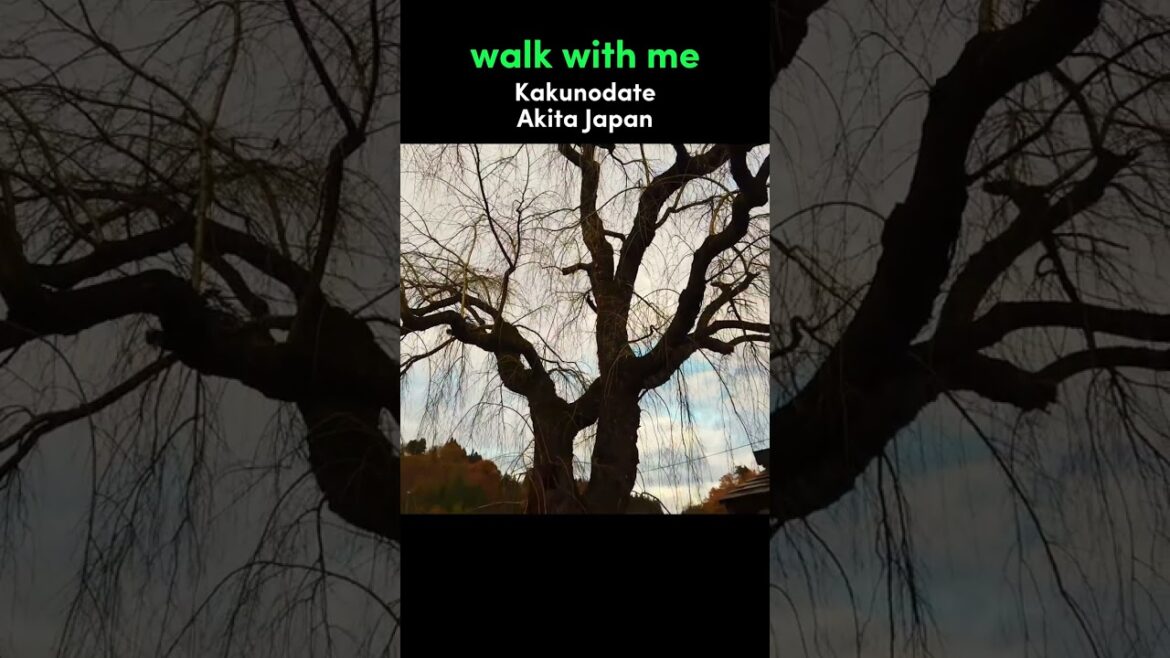 Walk With Me in Kakunodate | Akita Japan Walking Tour