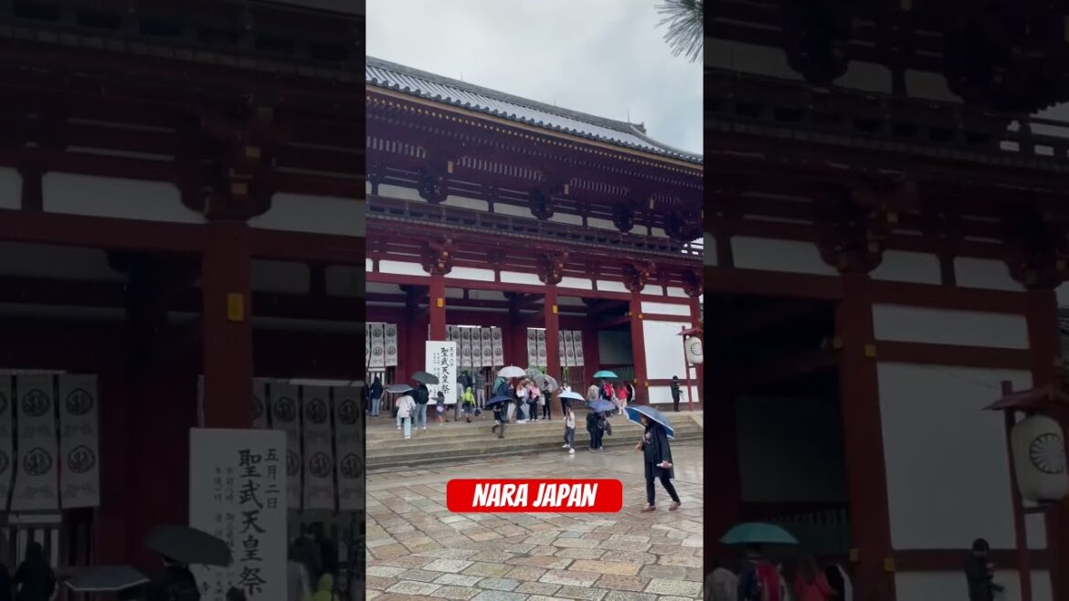 Nara Japan #shorts#viral#videos#Japan Nara Japan #shorts#viral#videos#Japan