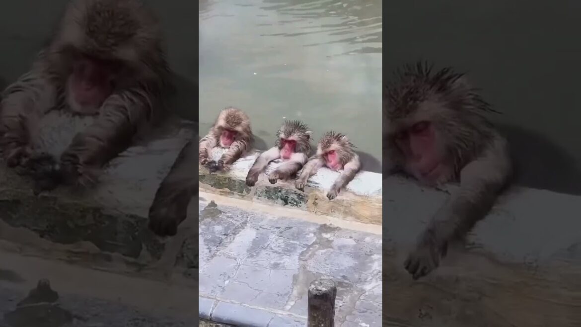 Places In JAPAN 🇯🇵 That Don't Feel Real #shorts #trending #youtubeshorts #shortsfeed #travel