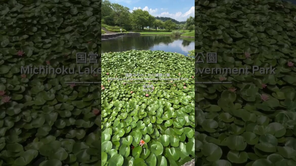 📍みちのく湖畔公園　#japan #miyagi #sendai #shorts #insta360 #旅行 #宮城 #宮城観光 #travelblog