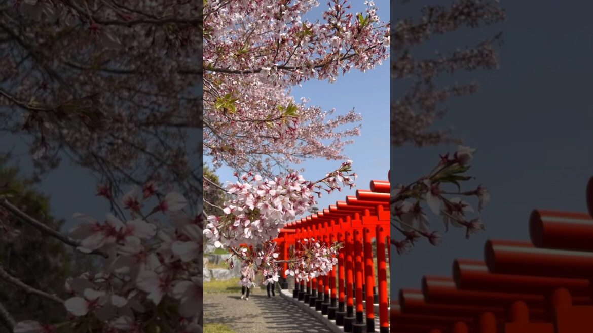 千本鳥居#aomori #青森