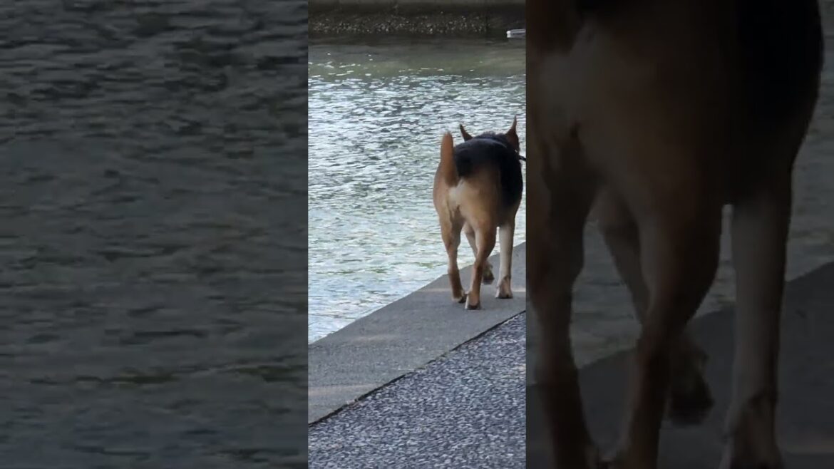 akita strolls along the seawall