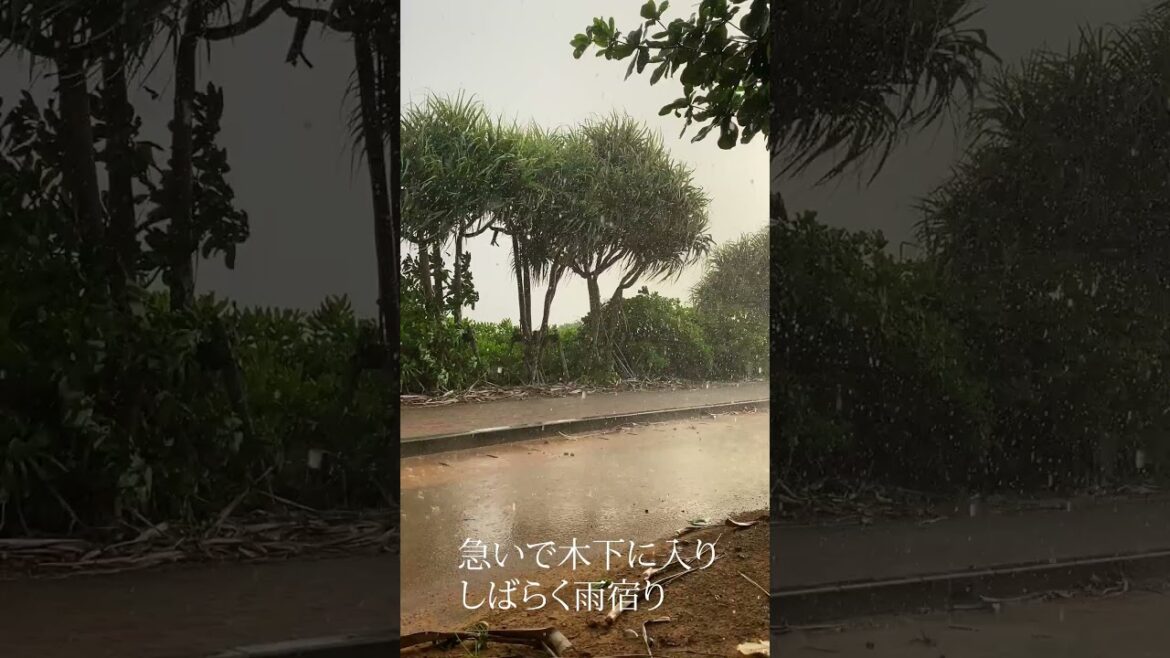 名護の宇茂佐海岸沿いの遊歩道散歩週に突然のスコール!!　急いで木の下に避難して雨宿りしました。 #shorts #沖縄旅行 #沖縄本島 #beach #スコール