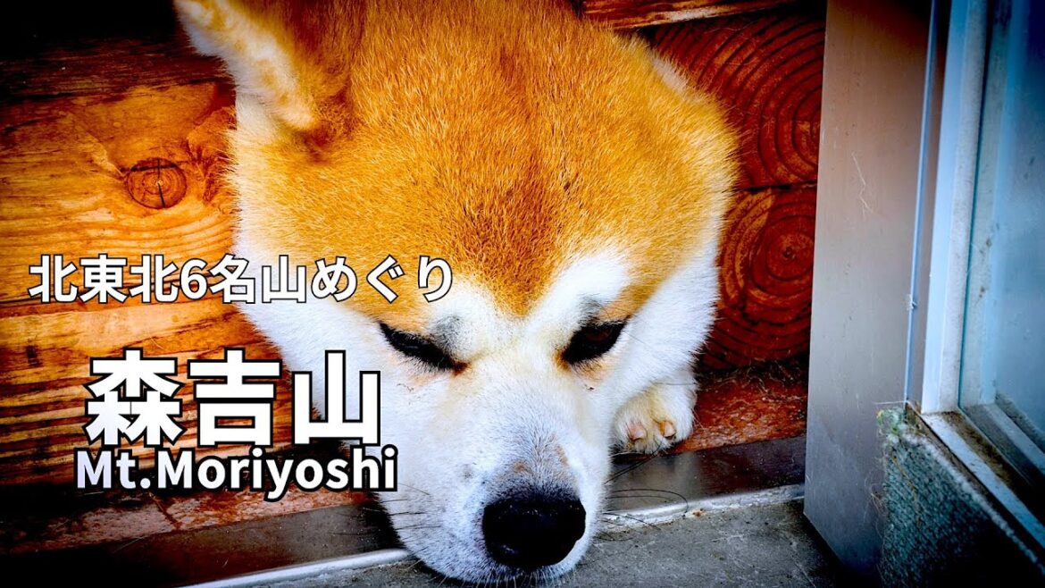 花の森吉山【北東北6名山めぐり】 [Mt.Moriyoshi in Akita]