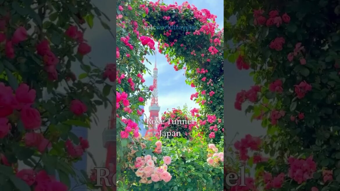 Japan in summer, Oita Prefecture, top10, best places to visit, traveler, short videos, ytshorts, epi Japan in summer, Oita Prefecture, top10, best places to visit, traveler, short videos, ytshorts, epi