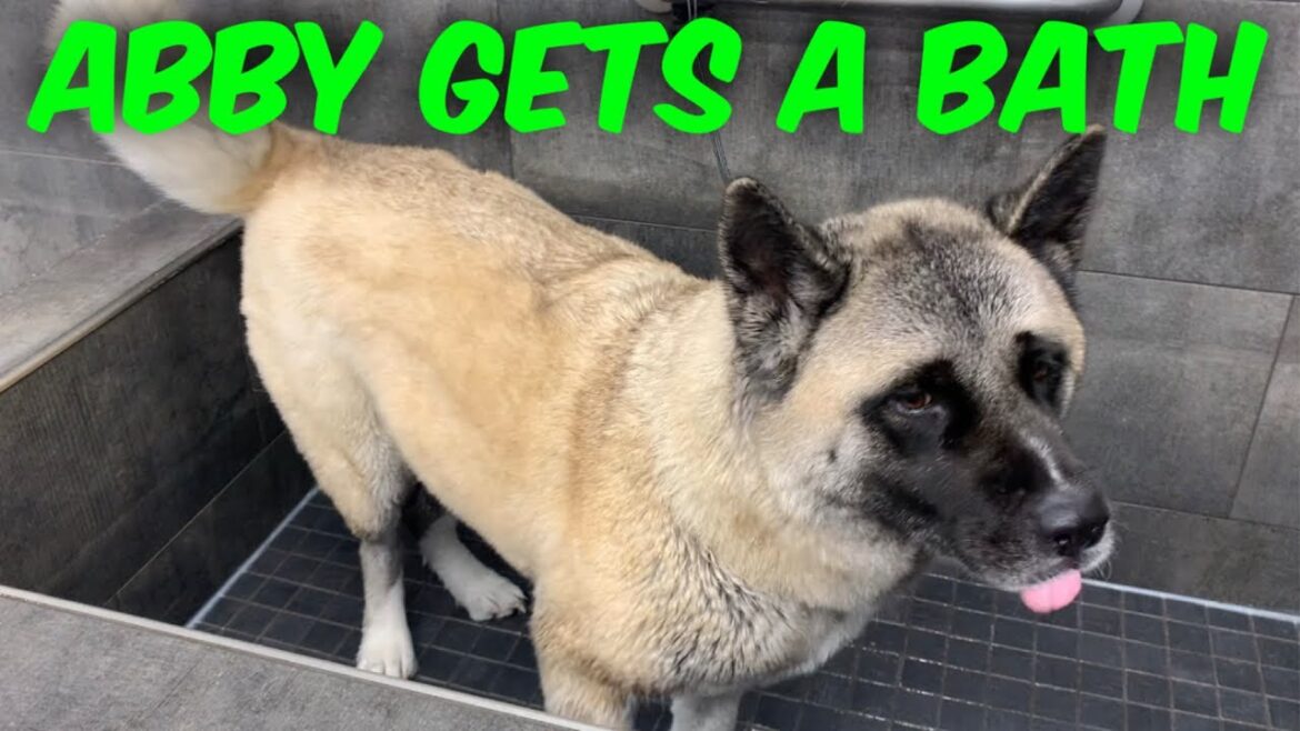 Abby The Akita Gets A Bath