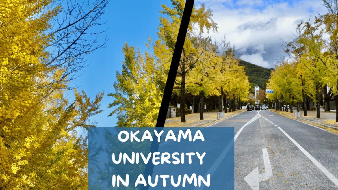 Okayama University, Autumn Season in Japan | Amazing view of Autumn leaves 🍂 #autumn #okayama #jp