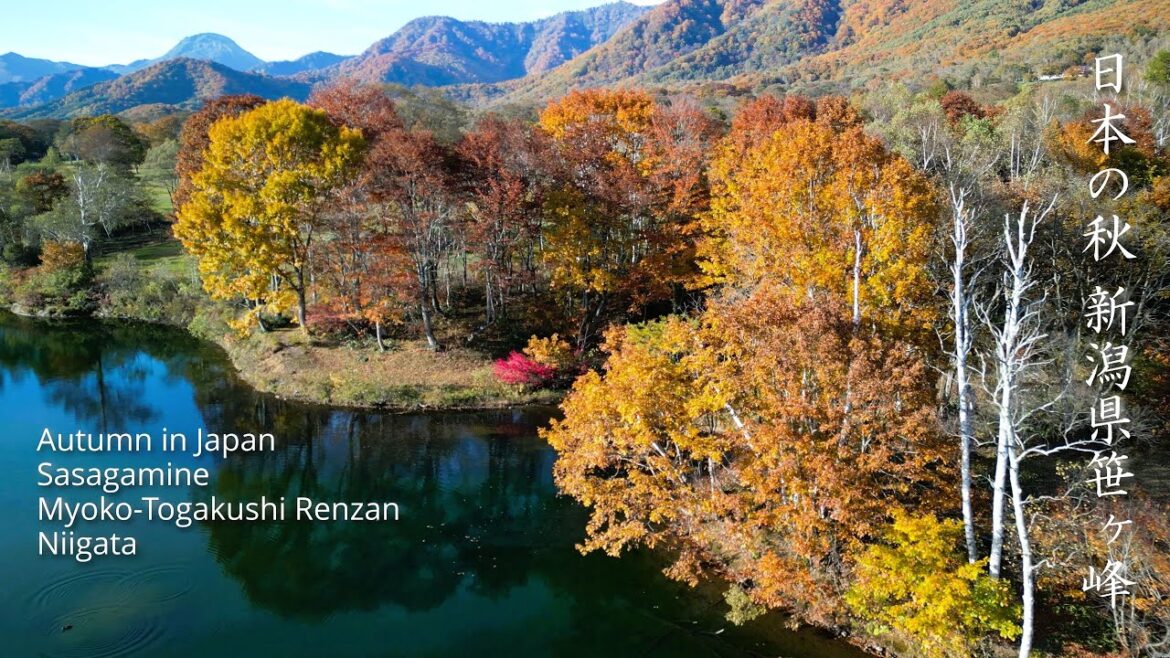 Autumn in Japan – Hidden Beauty Sasagamine, Niigata (4K) 日本の秋 – 隠れた美、新潟・笹ヶ峰 Autumn in Japan - Hidden Beauty Sasagamine, Niigata (4K) 日本の秋 - 隠れた美、新潟・笹ヶ峰