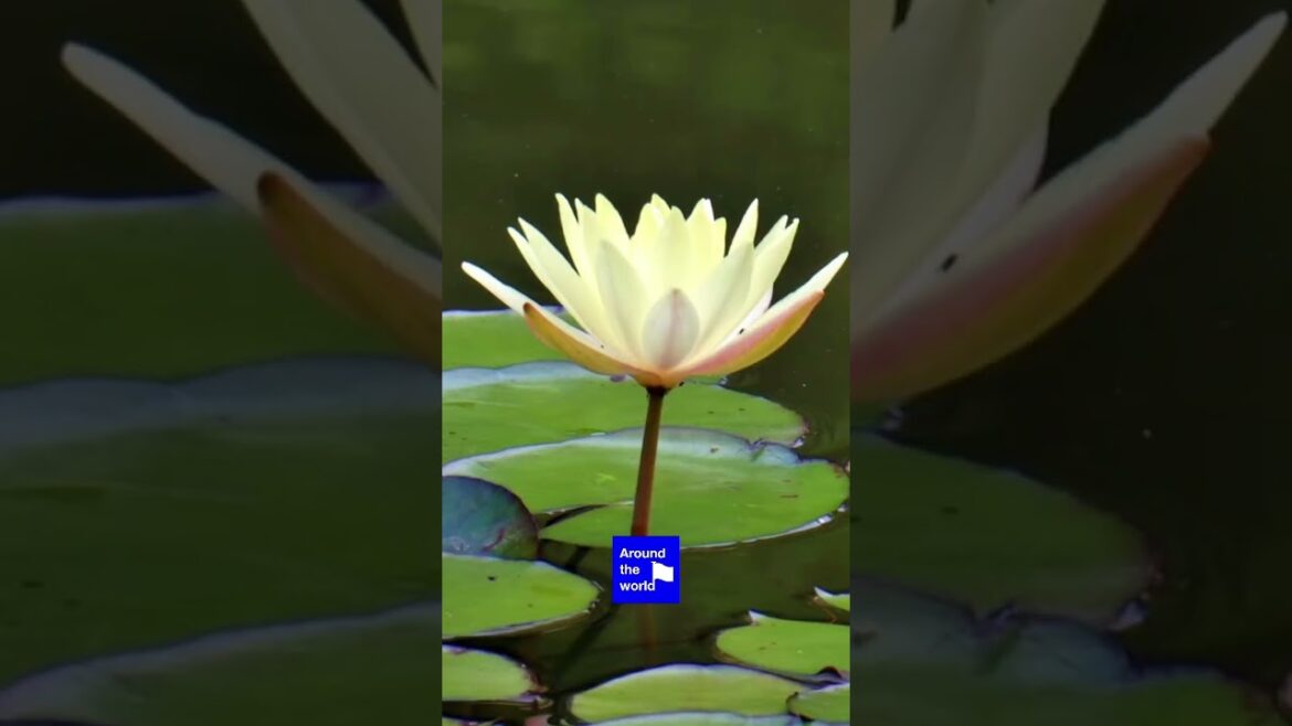 Discover the Charm of Okazaki Area in Kyoto Discover the Charm of Okazaki Area in Kyoto