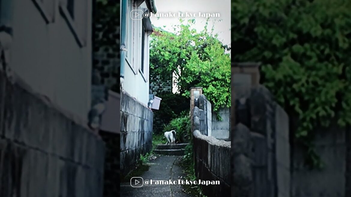 A little happy walk #japantravel #travel #shorts