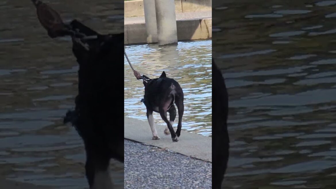akita going for a walk akita going for a walk