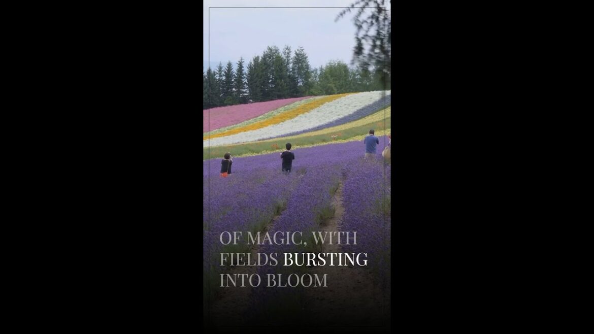 Niseko's Legendary Powder Snow Awaits!