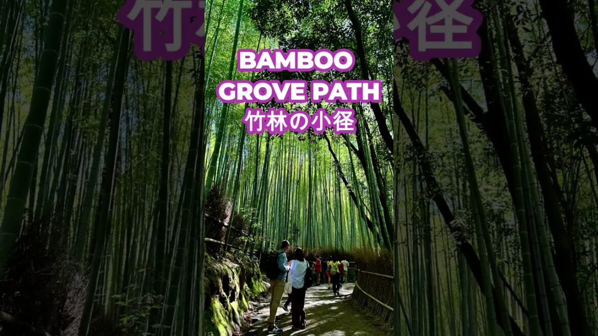 Top 5 best Kyoto Arashiyama tourist spots!  #arashiyama #kyoto Top 5 best Kyoto Arashiyama tourist spots!  #arashiyama #kyoto