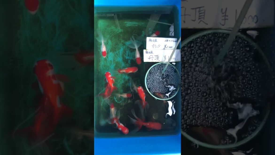 See Kyoto cinematically #trending #travel #youtubeshorts #shorts #fyp See Kyoto cinematically #trending #travel #youtubeshorts #shorts #fyp