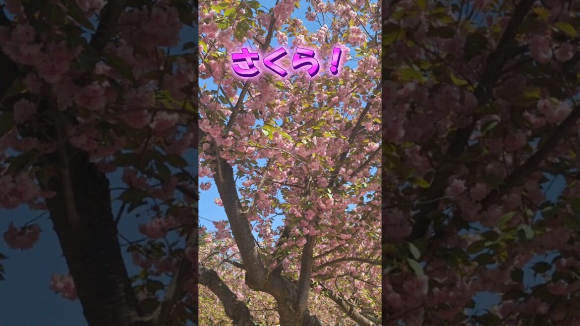 【初夏の北海道から本州シリーズDAY9】津軽国一宮 岩木山神社参拝&弘前さくらまつり リゾートしらかみで秋田に行くつもりが・・・ #青森 #旅行#弘前 #岩木山神社#弘前さくらまつり #秋田 #日本酒 【初夏の北海道から本州シリーズDAY9】津軽国一宮 岩木山神社参拝&弘前さくらまつり リゾートしらかみで秋田に行くつもりが・・・ #青森 #旅行#弘前 #岩木山神社#弘前さくらまつり #秋田 #日本酒