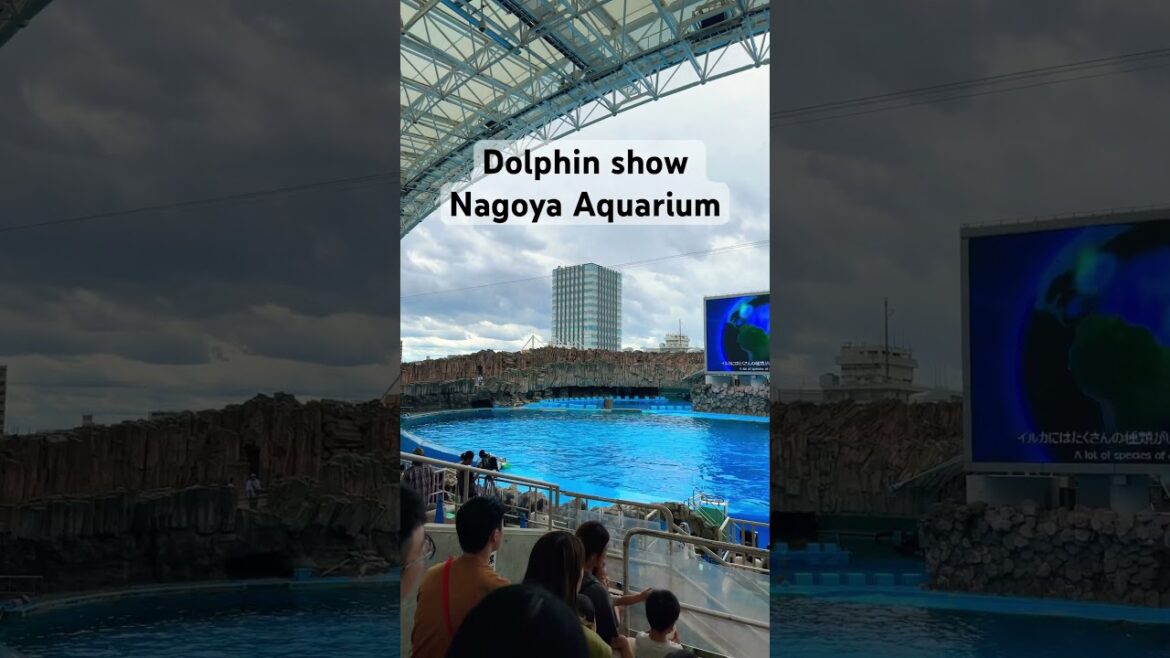 Dolphin Show Nagoya Aquarium #shorts #aquarium
