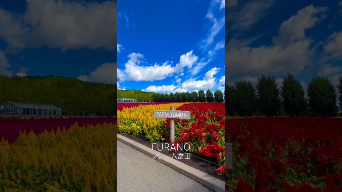 "これぞ北海道の絶景!!" 北海道旅行で絶対外せない富良野！富良野観光 ファーム富田の花畑が美しい #北海道旅行 #ファーム富田 #富良野 #furano #花畑 #絶景 #ウオス #hokkaido
