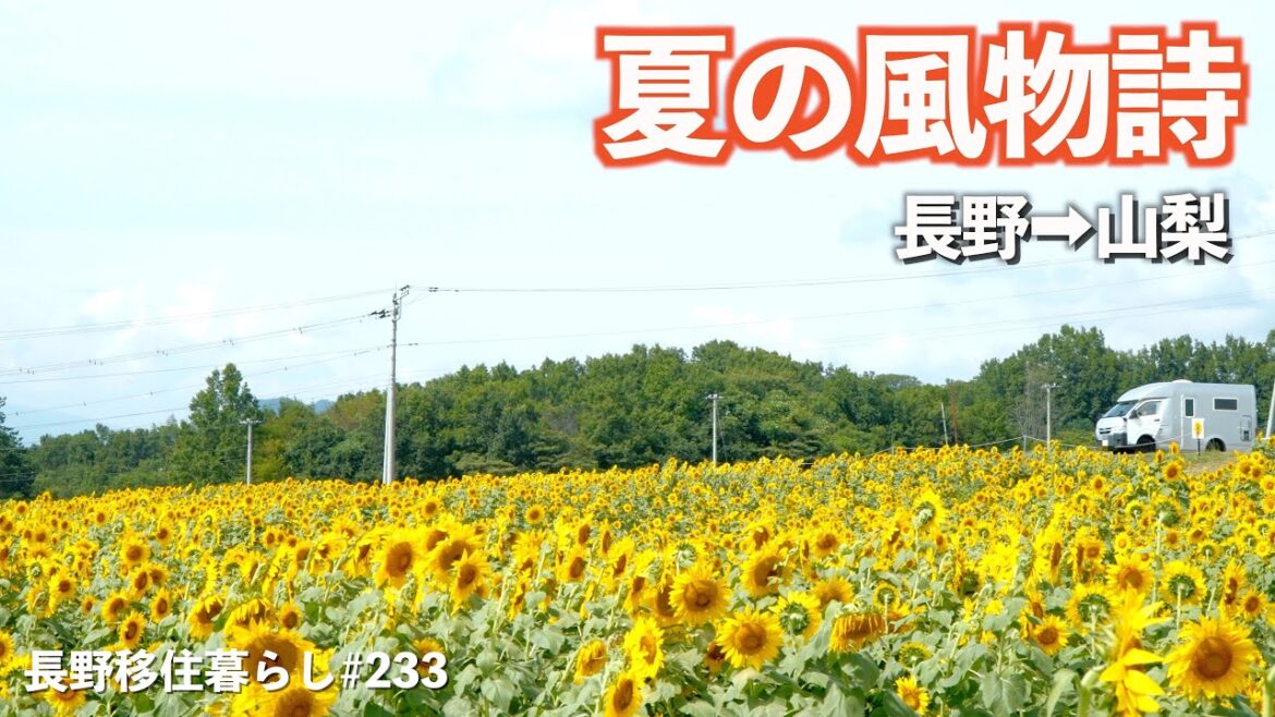 【長野移住】夏の景色を眺めに行って人気の工場にも潜入!!|北杜市明野サンフラワーフェス|サントリー白州蒸溜所|ドライブ|田舎暮らし|山梨県|4K 【長野移住】夏の景色を眺めに行って人気の工場にも潜入!!|北杜市明野サンフラワーフェス|サントリー白州蒸溜所|ドライブ|田舎暮らし|山梨県|4K