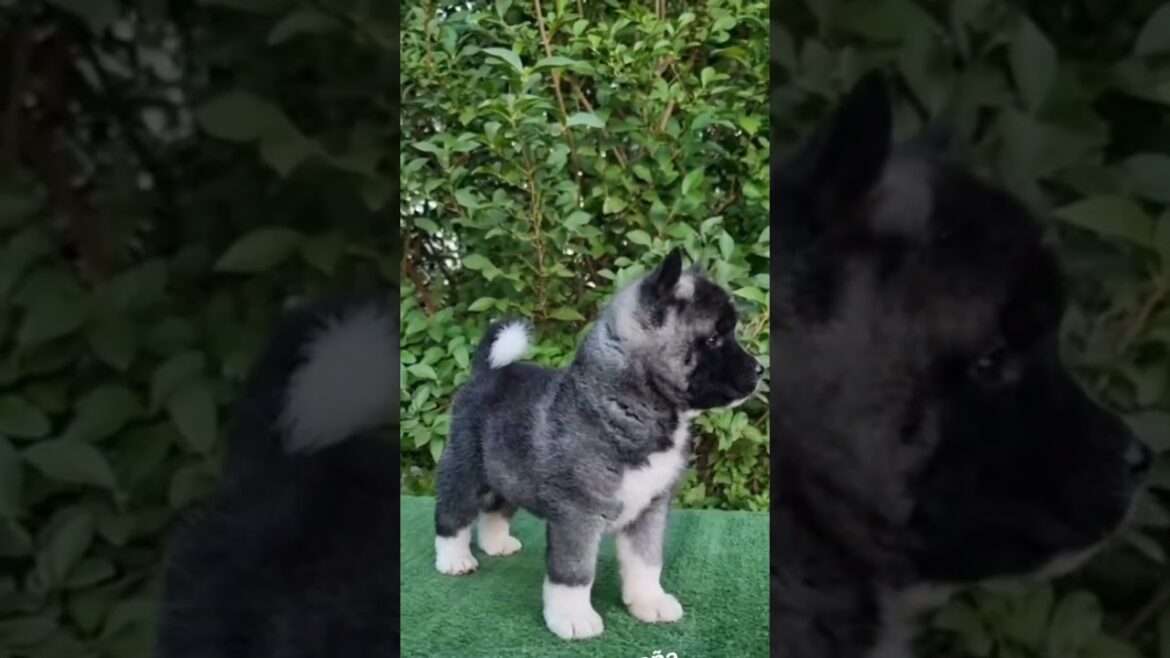 “El Majestuoso Akita Japonés: Lealtad y Belleza 🐕✨” “El Majestuoso Akita Japonés: Lealtad y Belleza 🐕✨”
