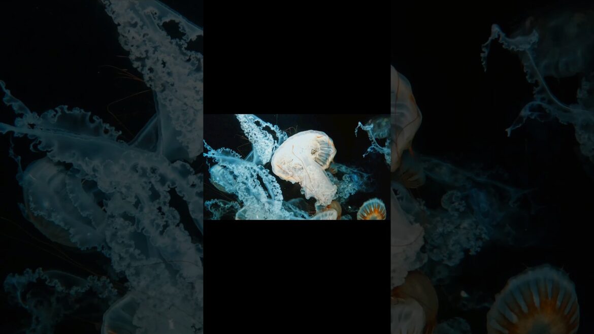 Kagoshima prefecture introduction!! 🌋 🌊