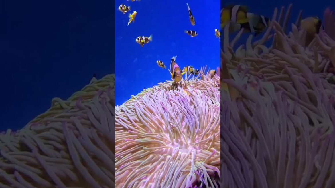 KOBE SUMA SEAWORLD AQUARIUM #shotrs #aquarium #japan