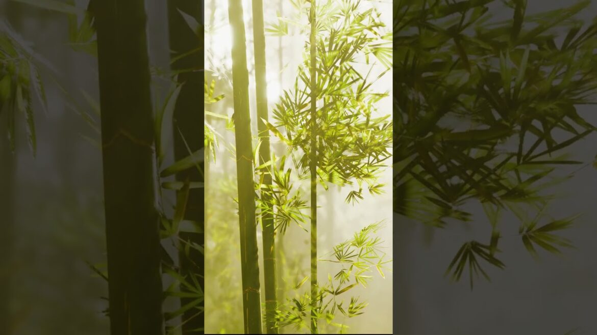 Top 3 places to visit ft. Kyoto, Japan  #kyoto #japan #travel #traveling #travelphotography #tokyo Top 3 places to visit ft. Kyoto, Japan  #kyoto #japan #travel #traveling #travelphotography #tokyo