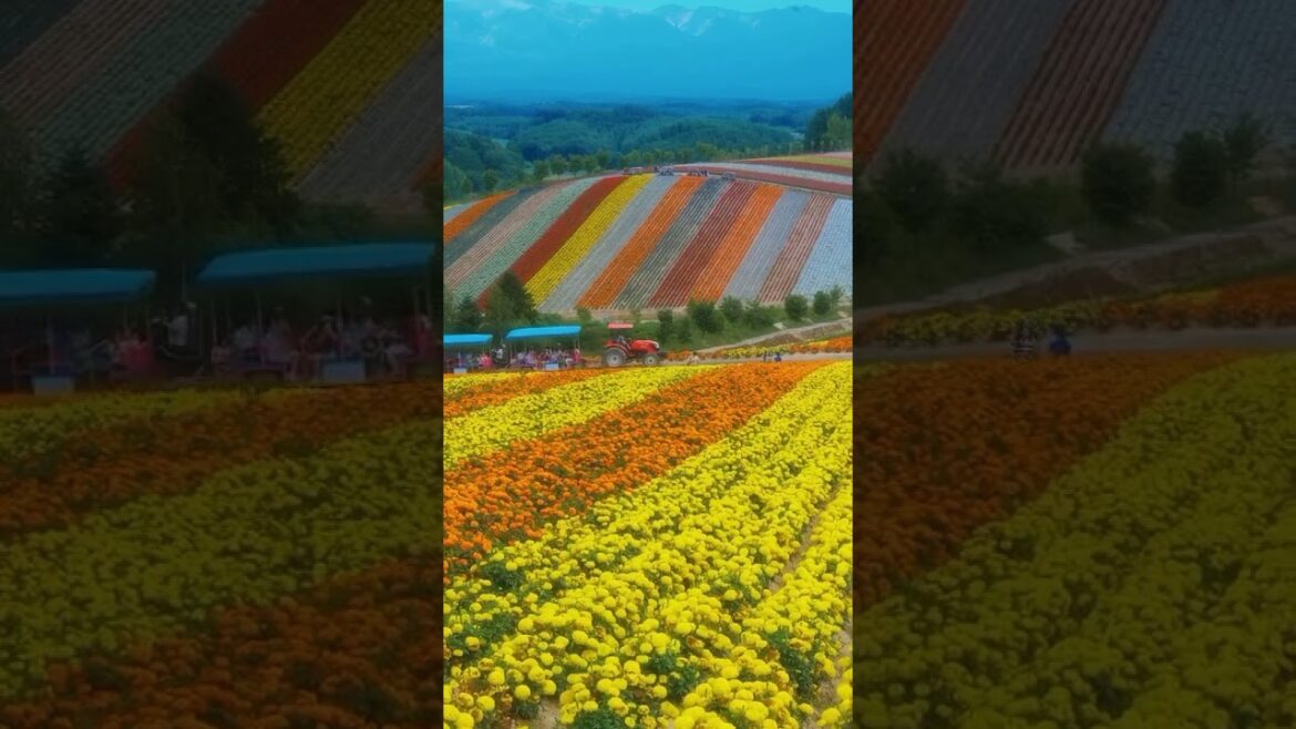 Hokkaido 🇯🇵 #relaxingmusic #music #relaxing #nature #love #travel #stunninglybeautifulplaces