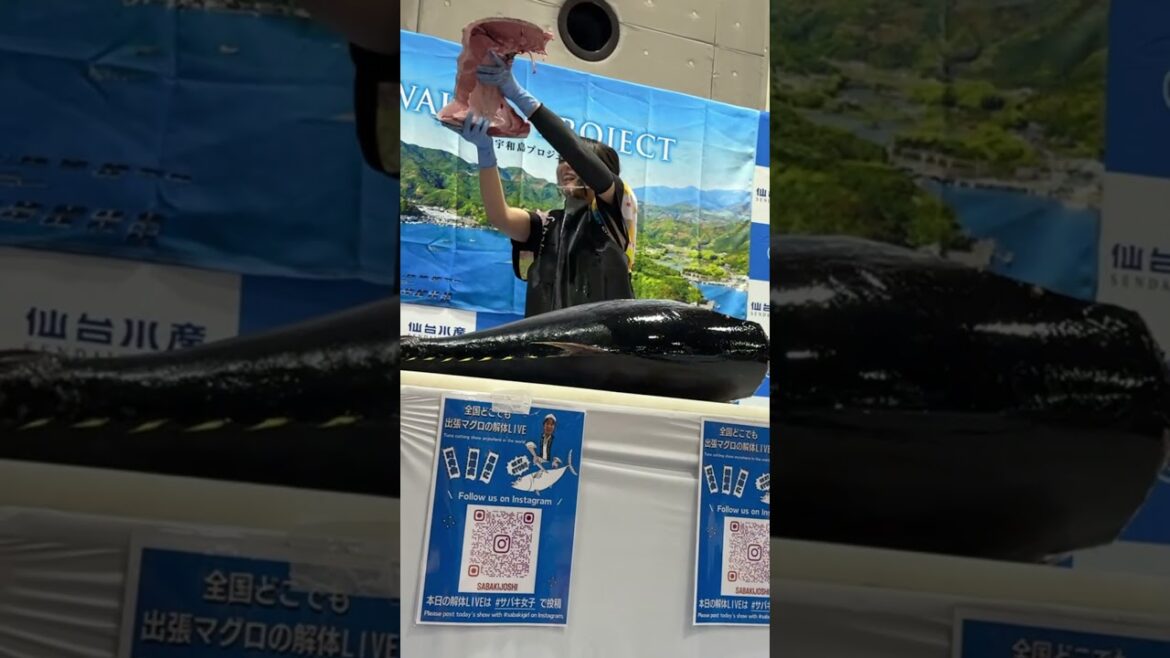 黑鮪魚秀 #shorts #黑鮪魚 #maguro #仙台 #sendai #春心洋行