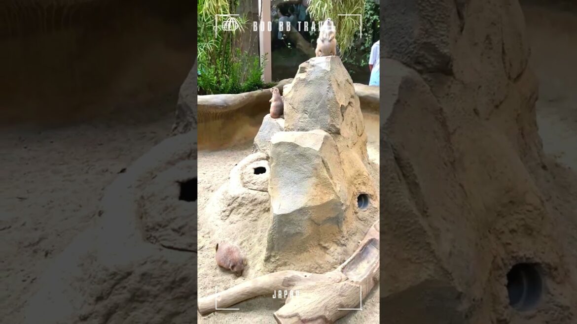 神戶動物王國 /黑尾土撥鼠/大阪/接觸動物/餵食體驗/水豚 #kobe animal kingdom #大阪 #神戶 #大阪旅行 #大阪自由行 #osaka #kobe #osakatrip 神戶動物王國 /黑尾土撥鼠/大阪/接觸動物/餵食體驗/水豚 #kobe animal kingdom #大阪 #神戶 #大阪旅行 #大阪自由行 #osaka #kobe #osakatrip