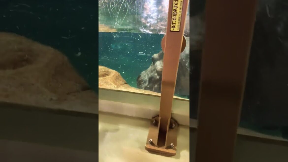 Hukkaido Japan (Niseko, Otaru, Sapporo)