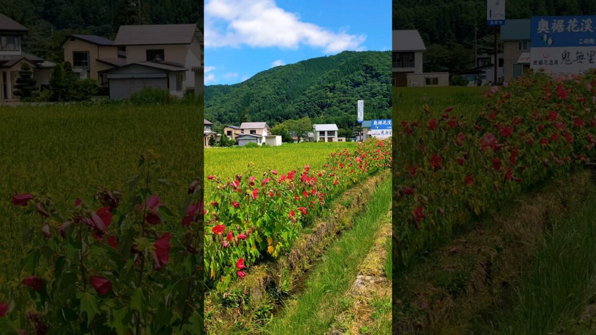ജപ്പാനിലെ ഗ്രാമപ്രദേശം || Countryside of Japan || Hakuba #nagano#shorts#countrysideofjapan