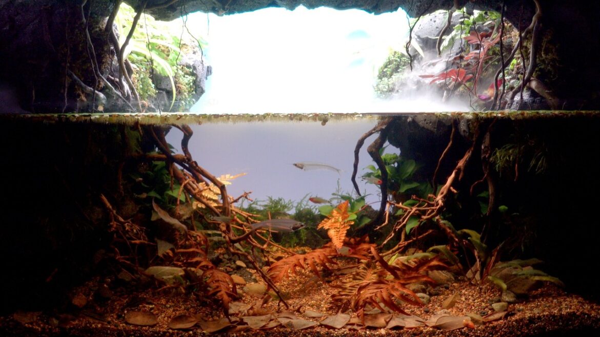 Biotope Aquarium with Cave: Bring the View of Japanese Riverbanks into My Studio