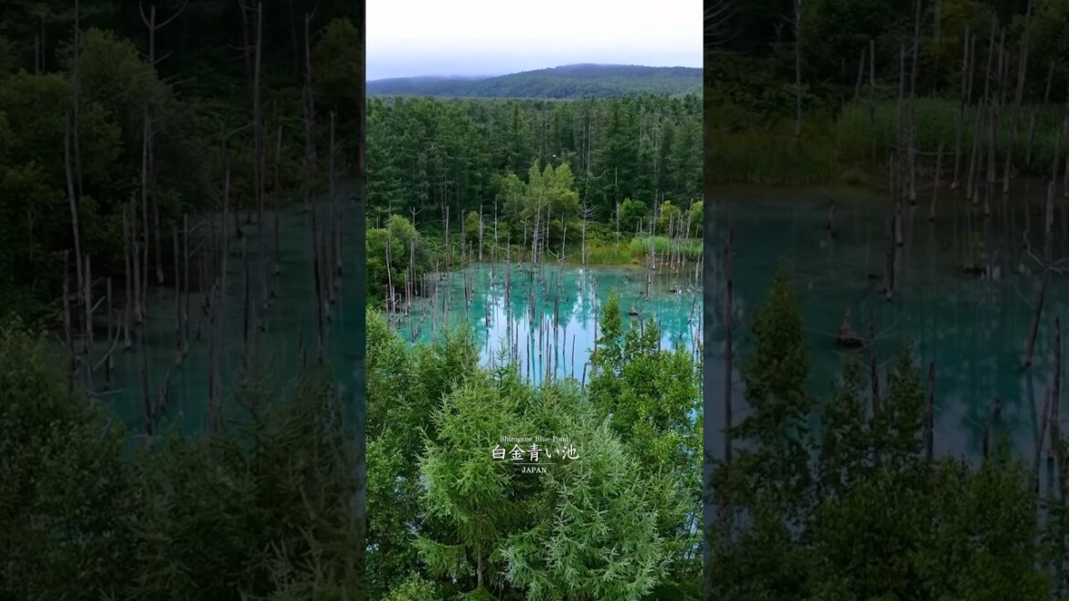 📍Shirogane blue pond 青い池 - Hokkaido - Japan