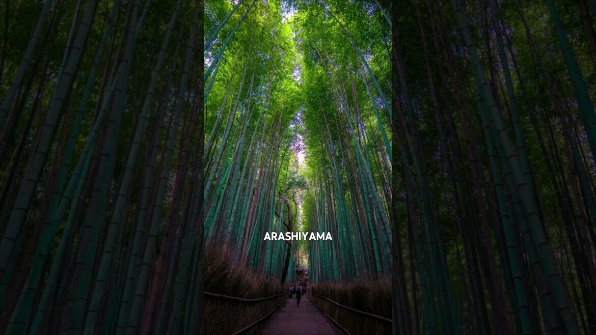 Top 5 Must-See Spots in Kyoto | Iconic Temples & Walks | Japan #travelshorts #travel Top 5 Must-See Spots in Kyoto | Iconic Temples & Walks | Japan #travelshorts #travel