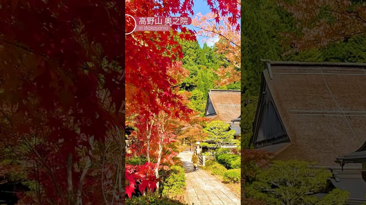 [高野山 奥之院]  空海が開創した「高野山」[誕生1250年]  #高野山 #koyasan #wakayama