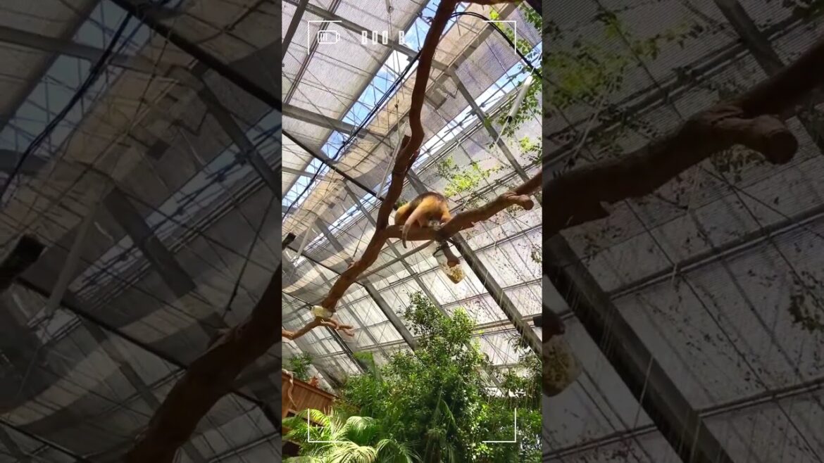 神戶動物王國/小食蟻獸 /大阪/接觸動物/餵食體驗/室內室外動物園/水豚 #kobe animal kingdom #大阪 #神戶 #大阪自由行 #osaka #kobe 神戶動物王國/小食蟻獸 /大阪/接觸動物/餵食體驗/室內室外動物園/水豚 #kobe animal kingdom #大阪 #神戶 #大阪自由行 #osaka #kobe