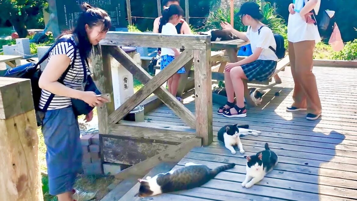 Day at a Cat Island  in Japan 4K | Japanese island Tashirojima #silentexplorer