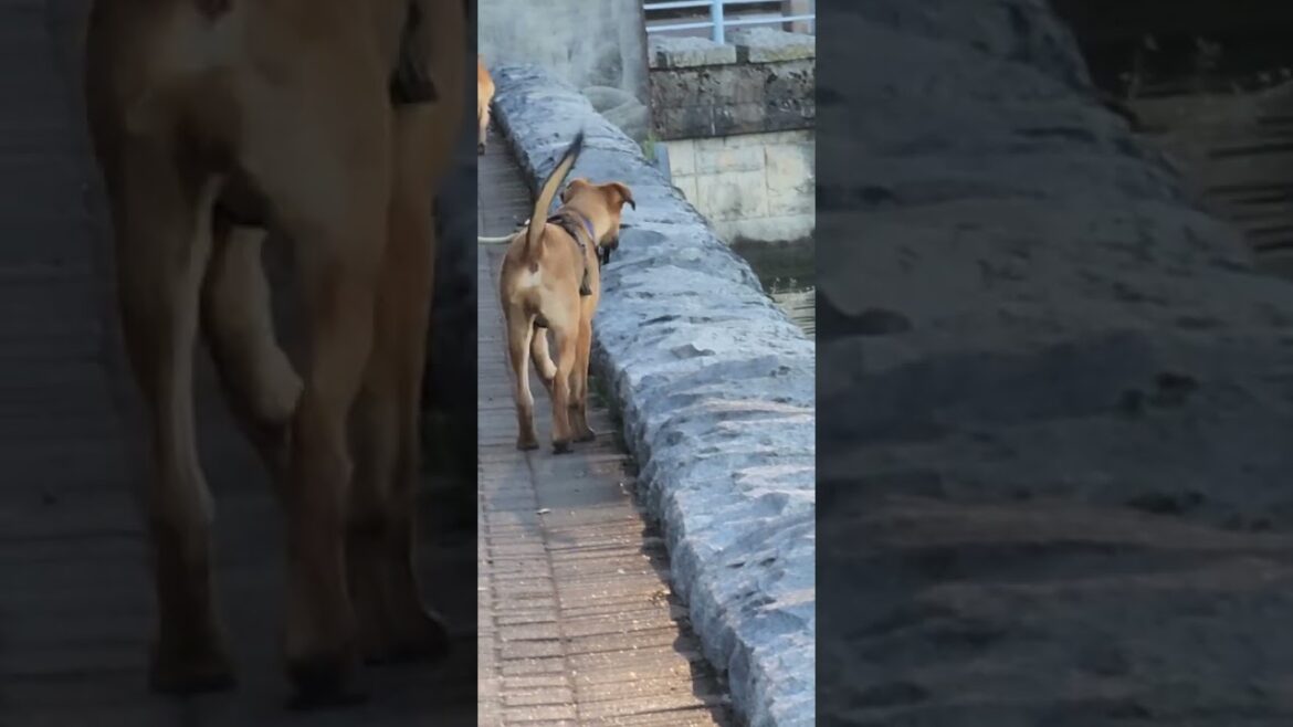 Akita noticed something Akita noticed something