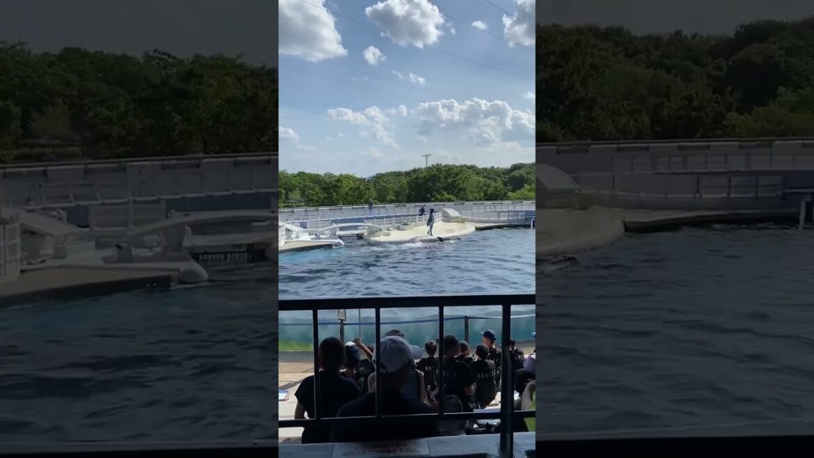 【KYOTO】Must-See Kids Friendly Tourist Attraction - Dolphins Show at Kyoto Aquarium