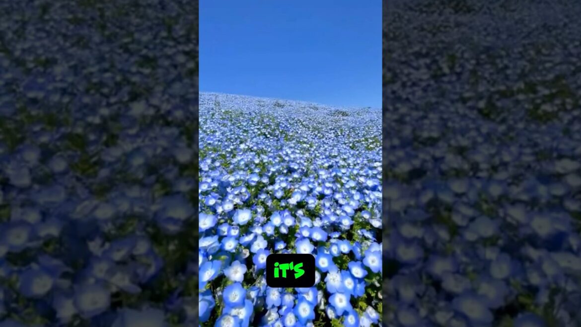 This Place Doesn’t Look Real Hitachi Seaside Park, Japan  #giantscauseway #explorenevada #facts