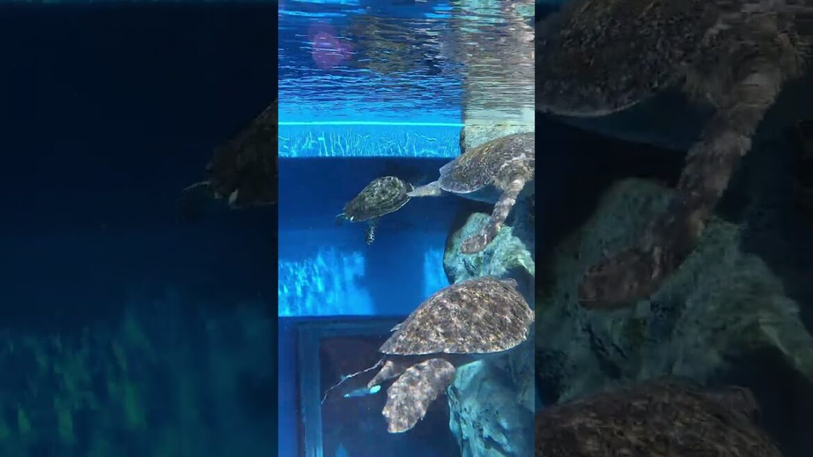 KOBE SUMA SEAWORLD AQUARIUM #shorts #aquarium #carettacaretta