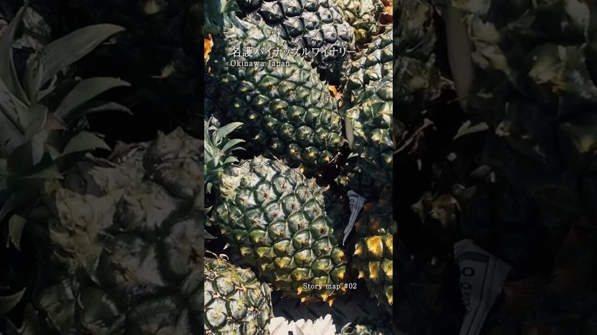【名護パイナップルワイナリー】沖縄観光快適Navi「おきめぐり」【ストーリーマップ~ブルーゾーン沖縄~】 【名護パイナップルワイナリー】沖縄観光快適Navi「おきめぐり」【ストーリーマップ~ブルーゾーン沖縄~】