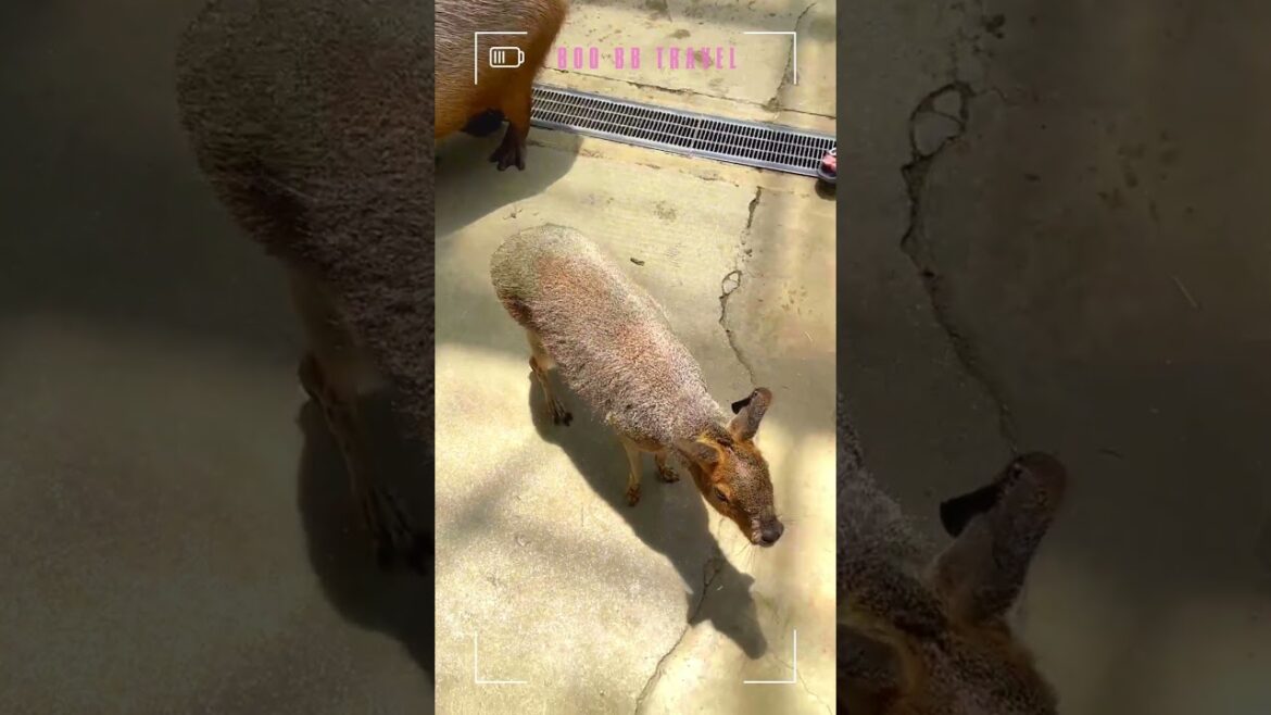 神戶動物王國 /水豚 /大阪／接觸動物／餵食體驗 ／カピバラ／capybara＃kobe animal kingdom #大阪  #神戶 #大阪旅行 #大阪自由行 #osaka #kobe